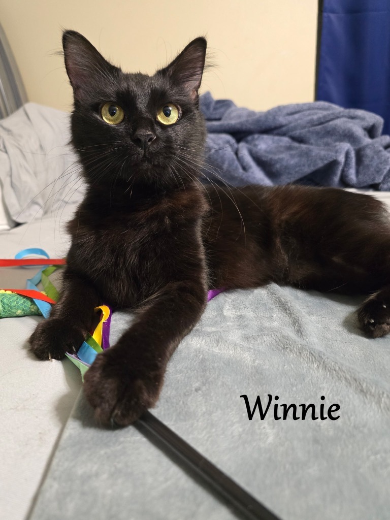 Winnie, an adoptable Domestic Short Hair in Hoover , AL, 35226 | Photo Image 3