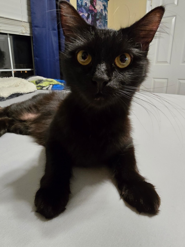 Winnie, an adoptable Domestic Short Hair in Hoover , AL, 35226 | Photo Image 5