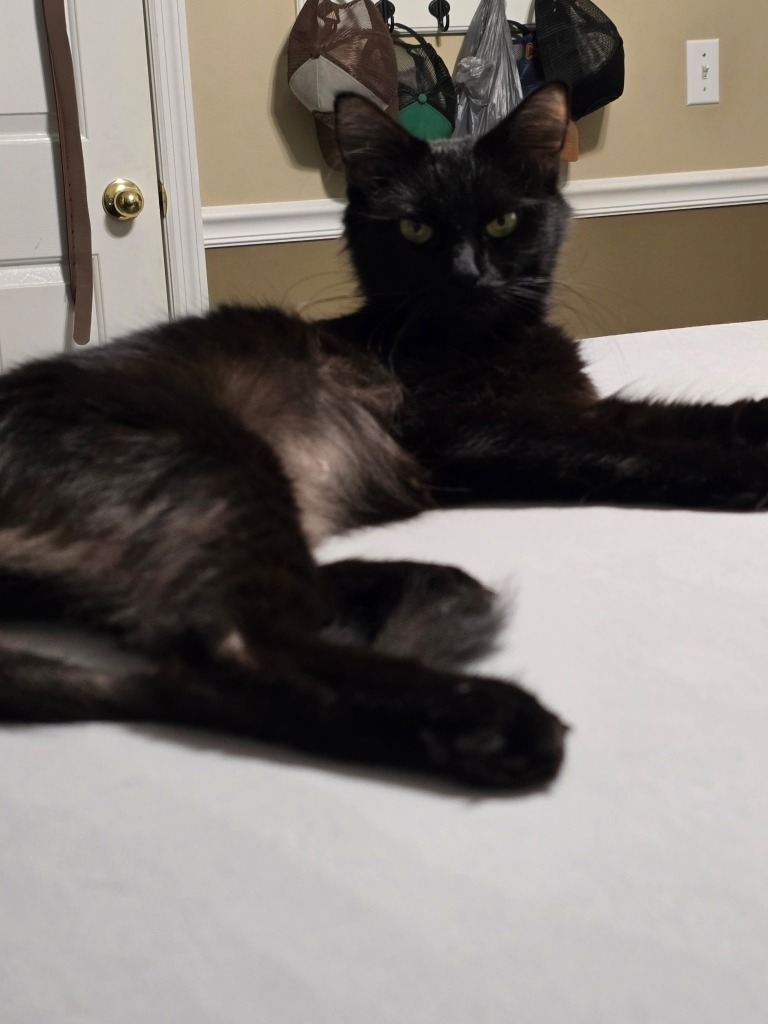 Winnie, an adoptable Domestic Short Hair in Hoover , AL, 35226 | Photo Image 5