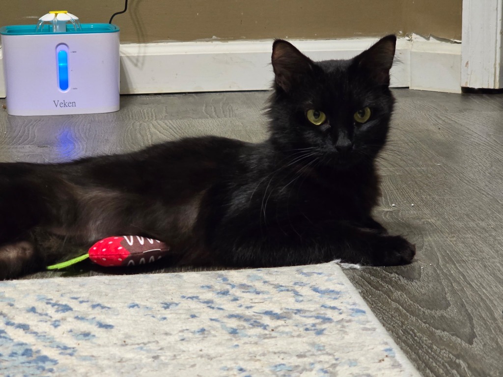 Winnie, an adoptable Domestic Short Hair in Hoover , AL, 35226 | Photo Image 6