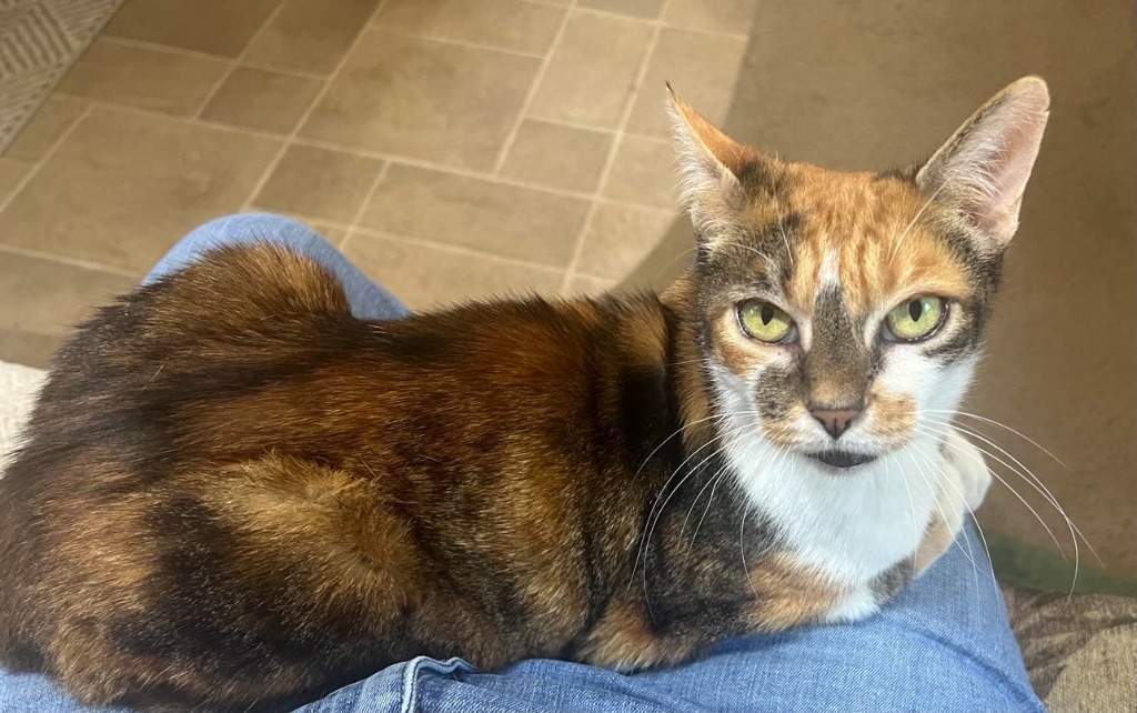 Lilly, an adoptable American Bobtail in Hoover , AL, 35226 | Photo Image 1