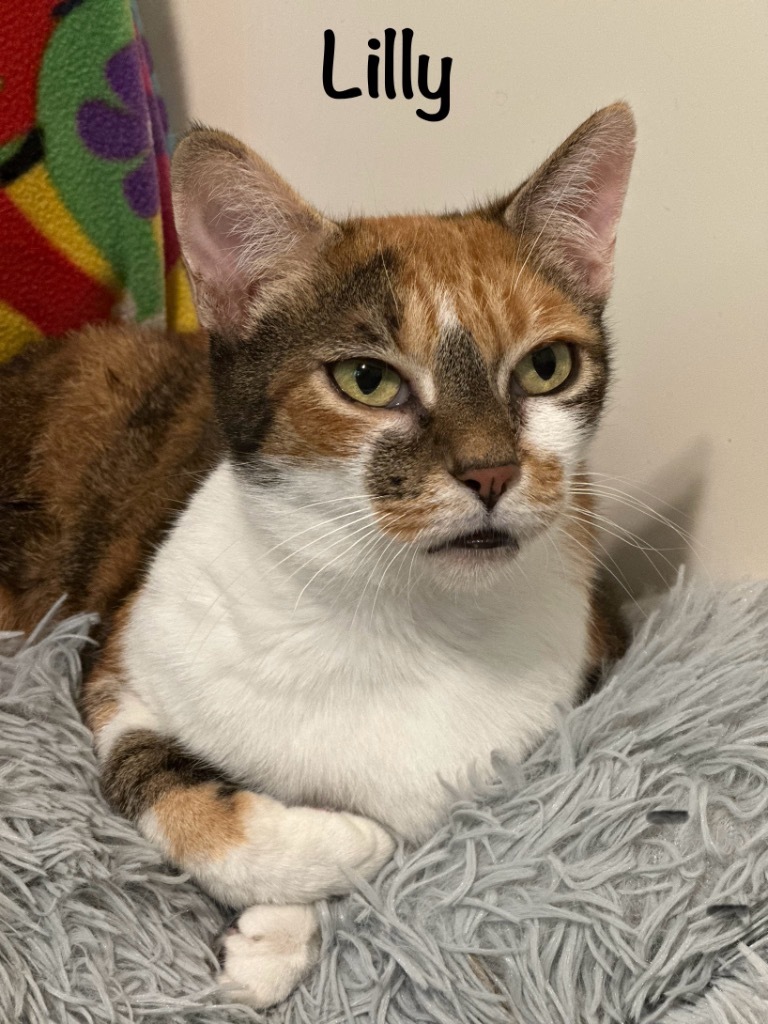 Lilly, an adoptable American Bobtail in Hoover , AL, 35226 | Photo Image 1