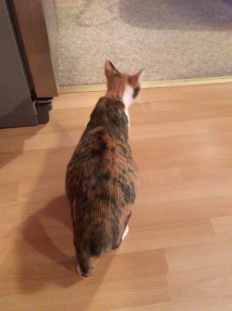 Lilly, an adoptable American Bobtail in Hoover , AL, 35226 | Photo Image 2