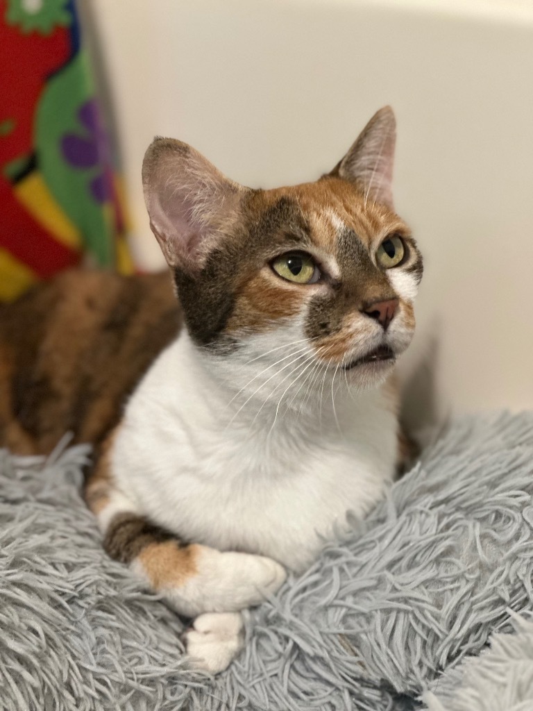 Lilly, an adoptable American Bobtail in Hoover , AL, 35226 | Photo Image 4