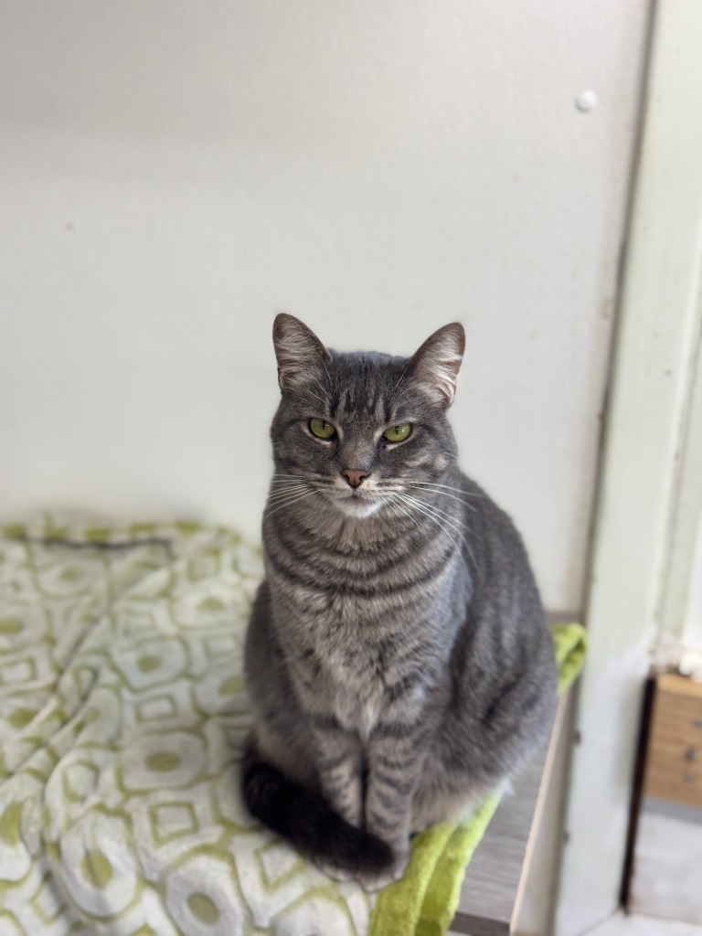 Kiki, an adoptable Domestic Short Hair in Hastings, NE, 68901 | Photo Image 1