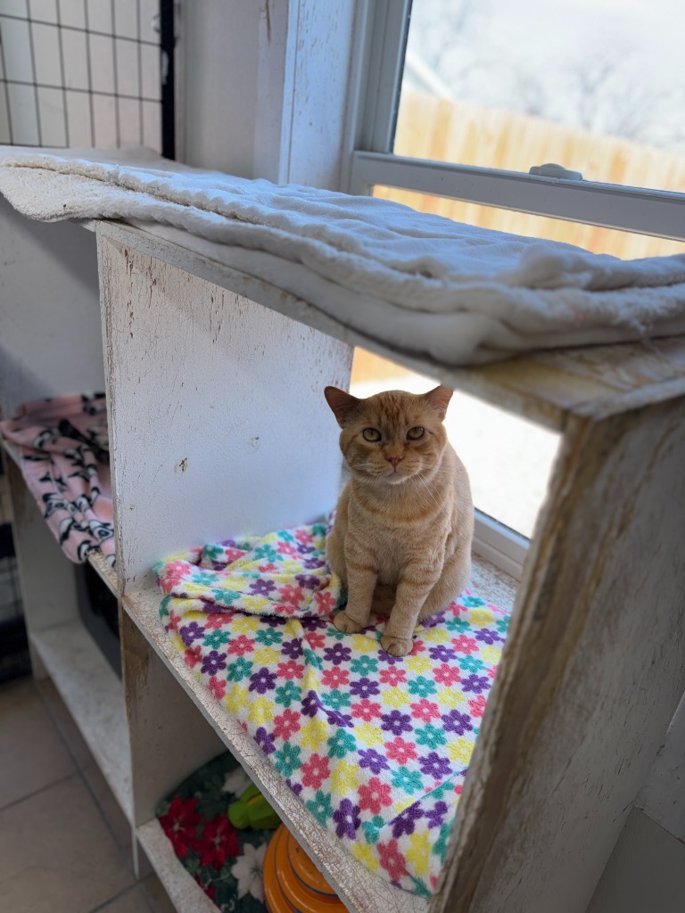 Chunk, an adoptable Domestic Short Hair in Hastings, NE, 68901 | Photo Image 1