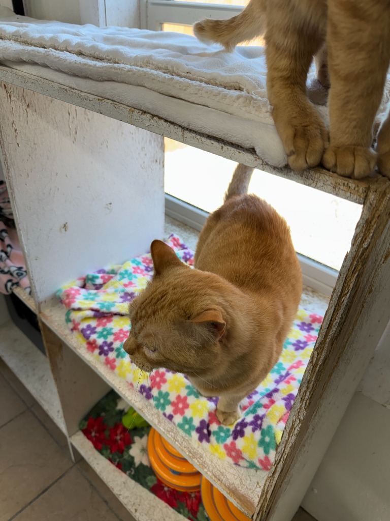 Chunk, an adoptable Domestic Short Hair in Hastings, NE, 68901 | Photo Image 2