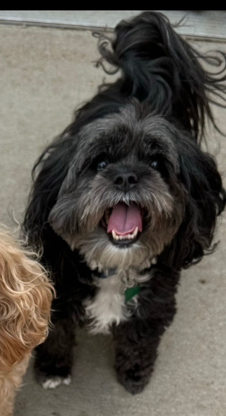 Moose, an adoptable Pekingese, Poodle in Hastings, NE, 68901 | Photo Image 1