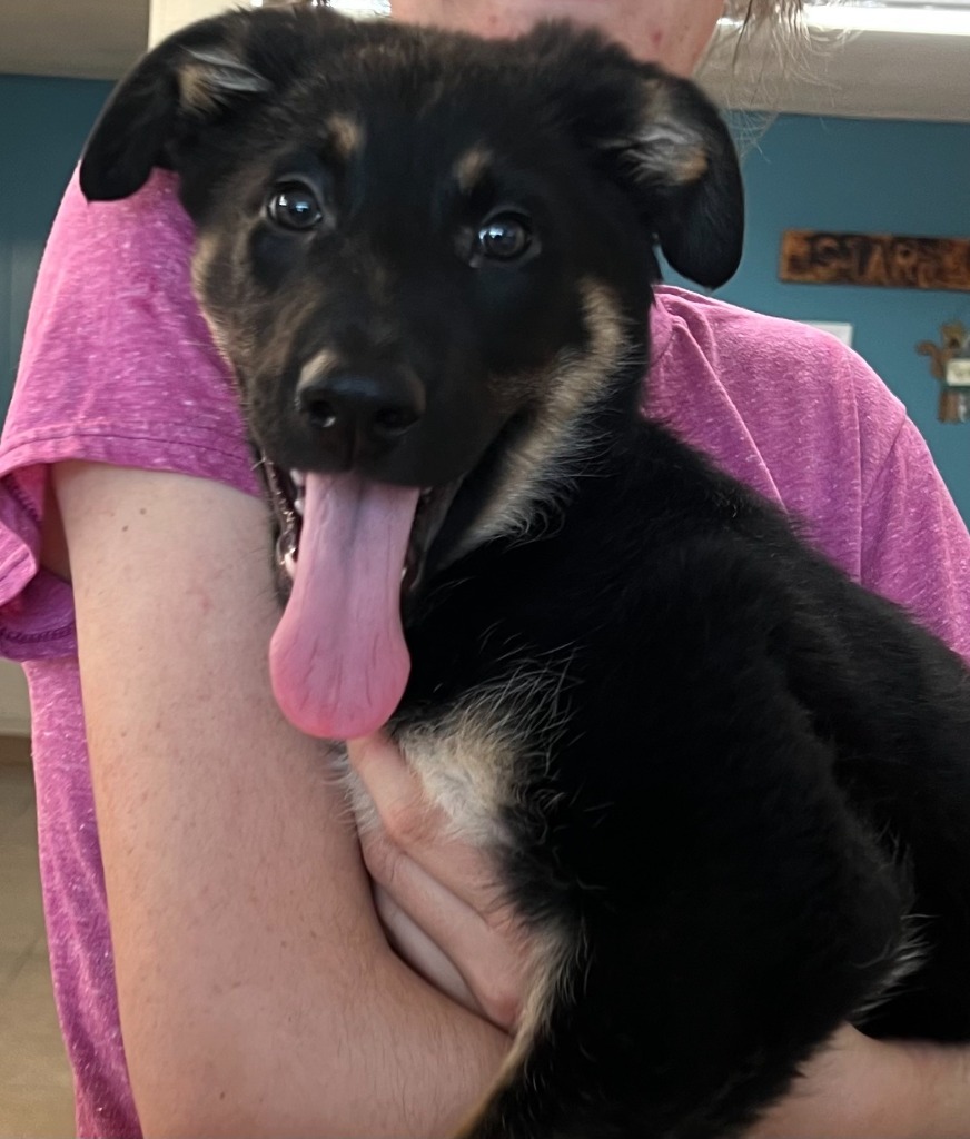 Luna (Flower), an adoptable German Shepherd Dog, Labrador Retriever in Hastings, NE, 68901 | Photo Image 1