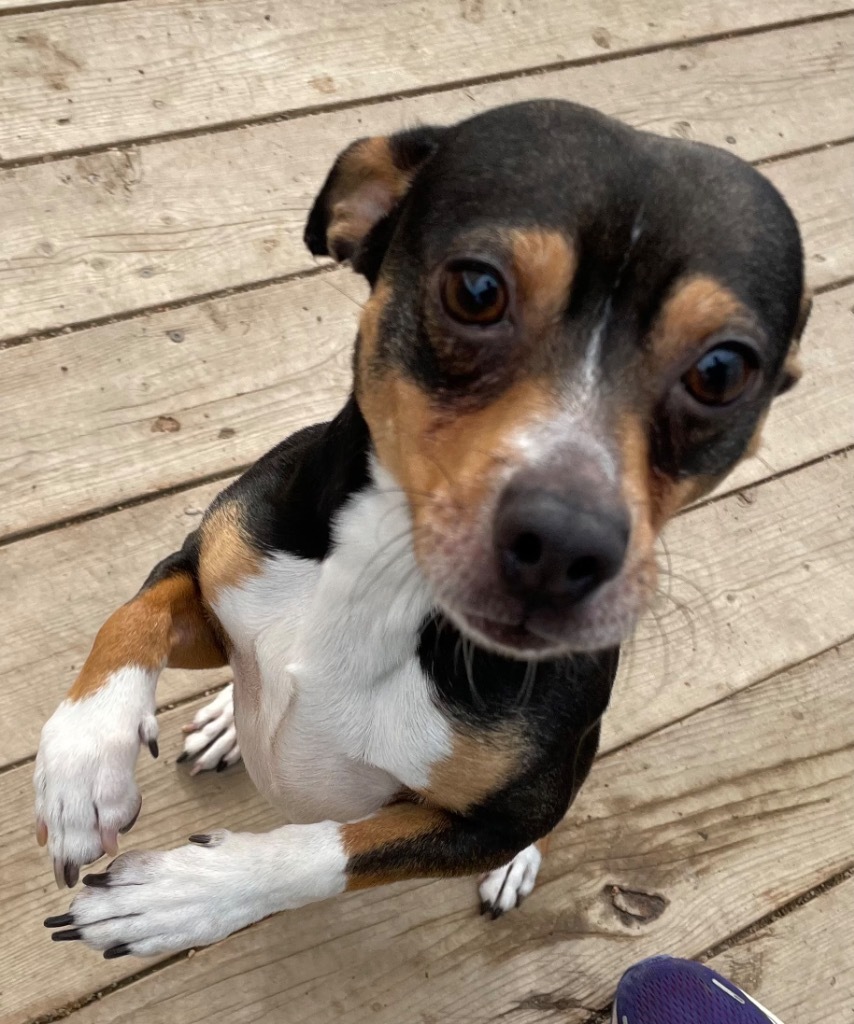 Sparky, an adoptable Terrier in Hastings, NE, 68901 | Photo Image 1