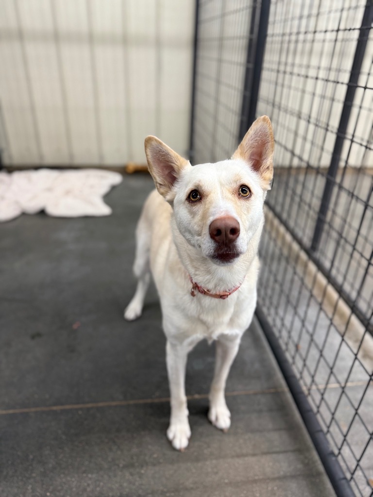 Birdie, an adoptable German Shepherd Dog, Husky in Hastings, NE, 68901 | Photo Image 1