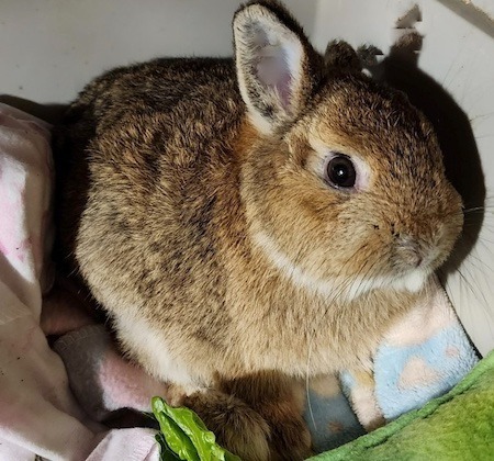 Dawnie aka Dannie 2