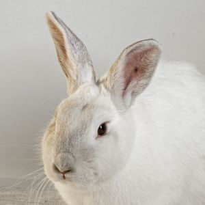 Peony, Adult Female Bunny Rabbit