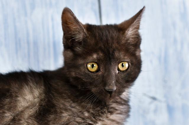 Ava-sniff, an adoptable Domestic Short Hair in Park City, UT_image-2