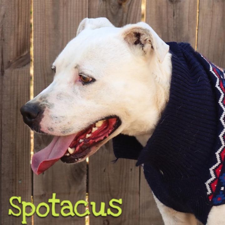 Spotacus, an adoptable Pit Bull Terrier in Washburn, MO_image-1