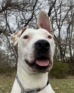 Loki