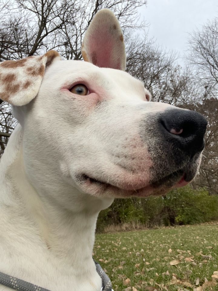 Loki, an adoptable Bull Terrier Mix in Pittsfield, IL_image-5