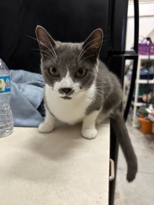 Daisy (Poppy), Adult Female Domestic Short Hair