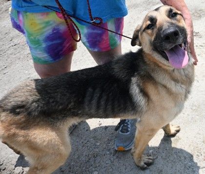 Luka, an adopted German Shepherd Dog Mix in Ridgeland, SC_image-1