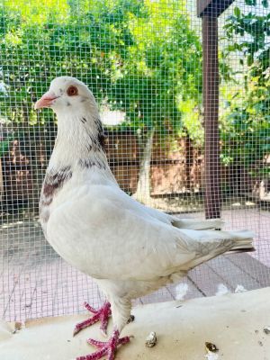 Luckie is a clever lil fella who self-rescued to a woman who took him in without a second thought H