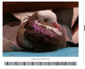 Little Reggie is a very sweet roller pigeon full of personality that shines through despite a wing i