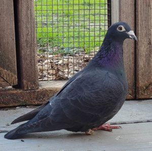 Martin w/ Fenwick Pigeon Bird
