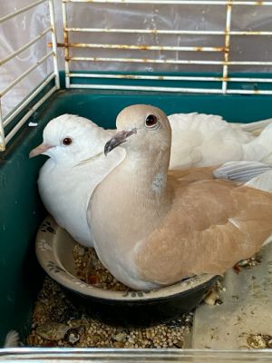 Memphis is an adorable little Ringneck dove who was found wounded on the street by a Good Samaritan 