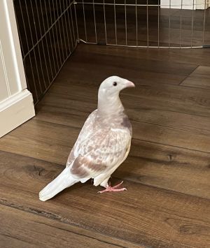 Piper is a gorgeous pigeon who has such unique colors We rarely see pigeons with cream tones but t