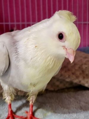 Dear little fancy pigeon Paige came to Palomacy after being found on the side of