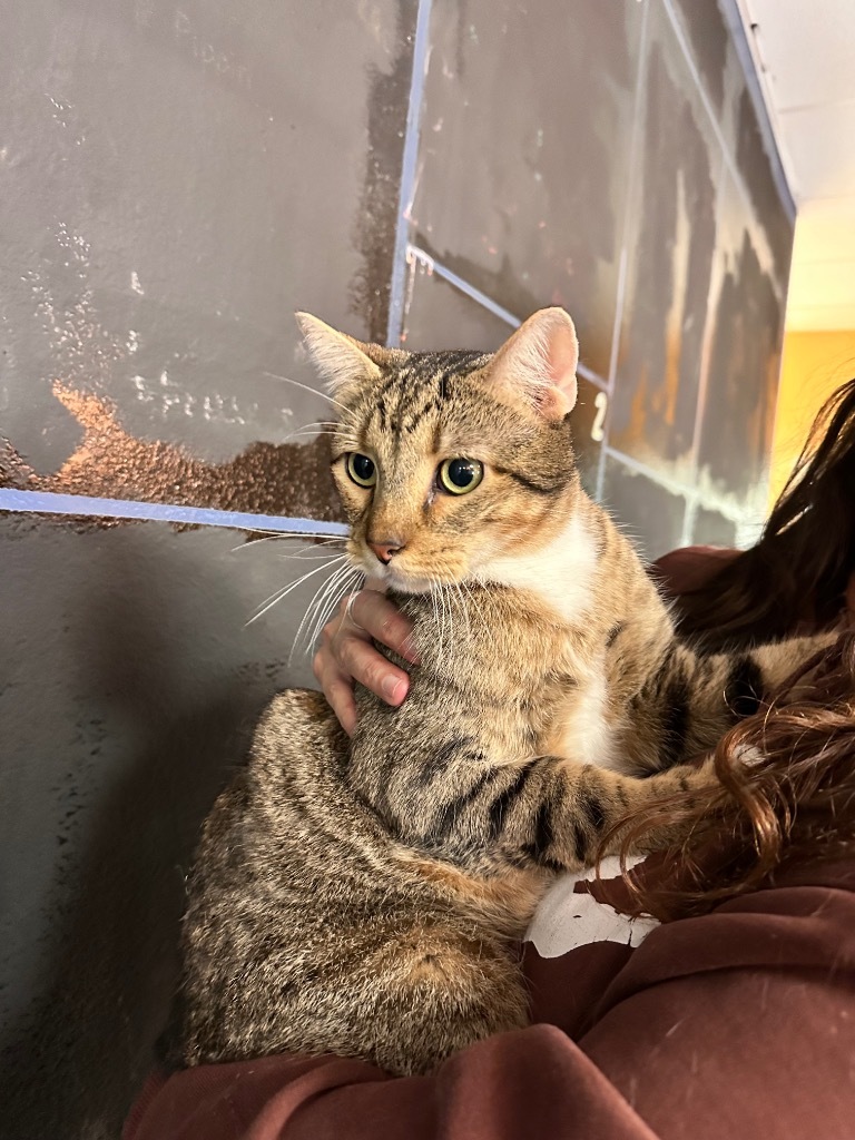 Mittens, an adoptable Domestic Short Hair in Fulton, TX, 78358 | Photo Image 1