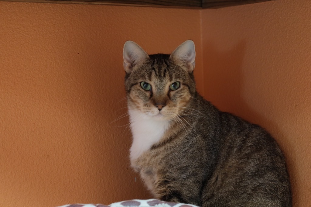 Mittens, an adoptable Domestic Short Hair in Fulton, TX, 78358 | Photo Image 1