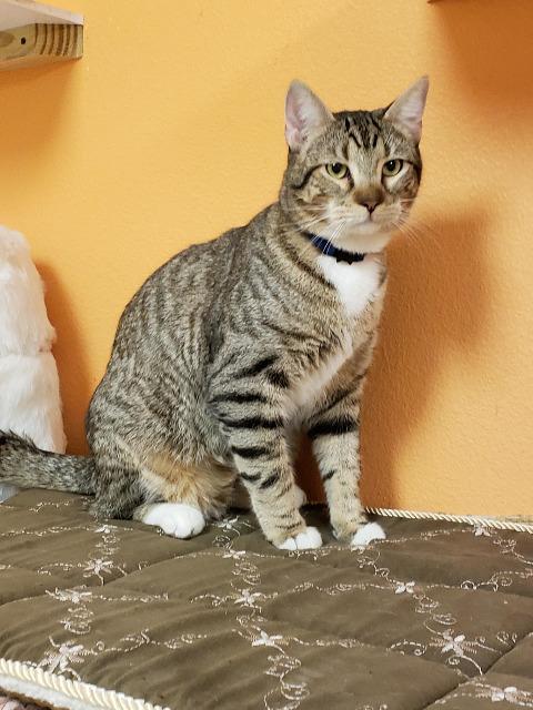 Mittens, an adoptable Domestic Short Hair in Fulton, TX, 78358 | Photo Image 3