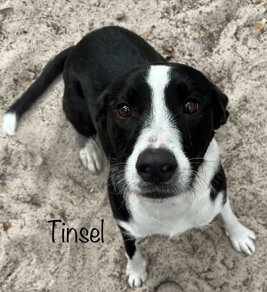 Tinsel, an adoptable Affenpinscher, Boston Terrier in Fulton, TX, 78358 | Photo Image 1