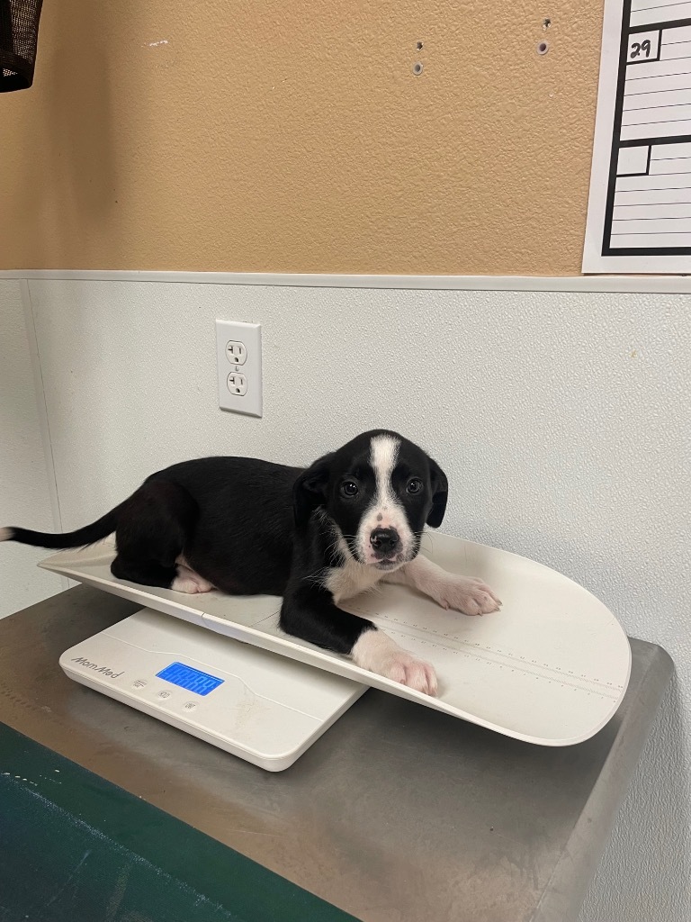 Tinsel, an adoptable Irish Wolfhound, Terrier in Fulton, TX, 78358 | Photo Image 2
