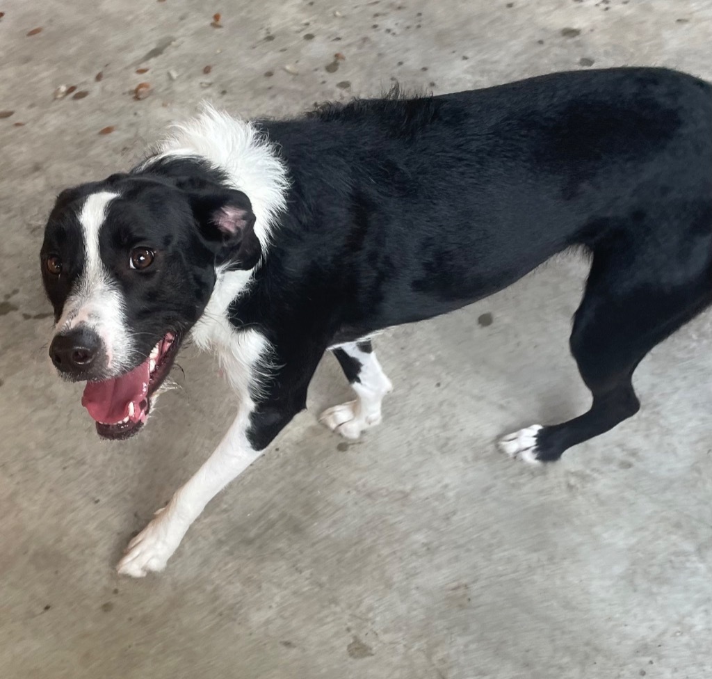 Tinsle, an adoptable Affenpinscher, Boston Terrier in Fulton, TX, 78358 | Photo Image 4