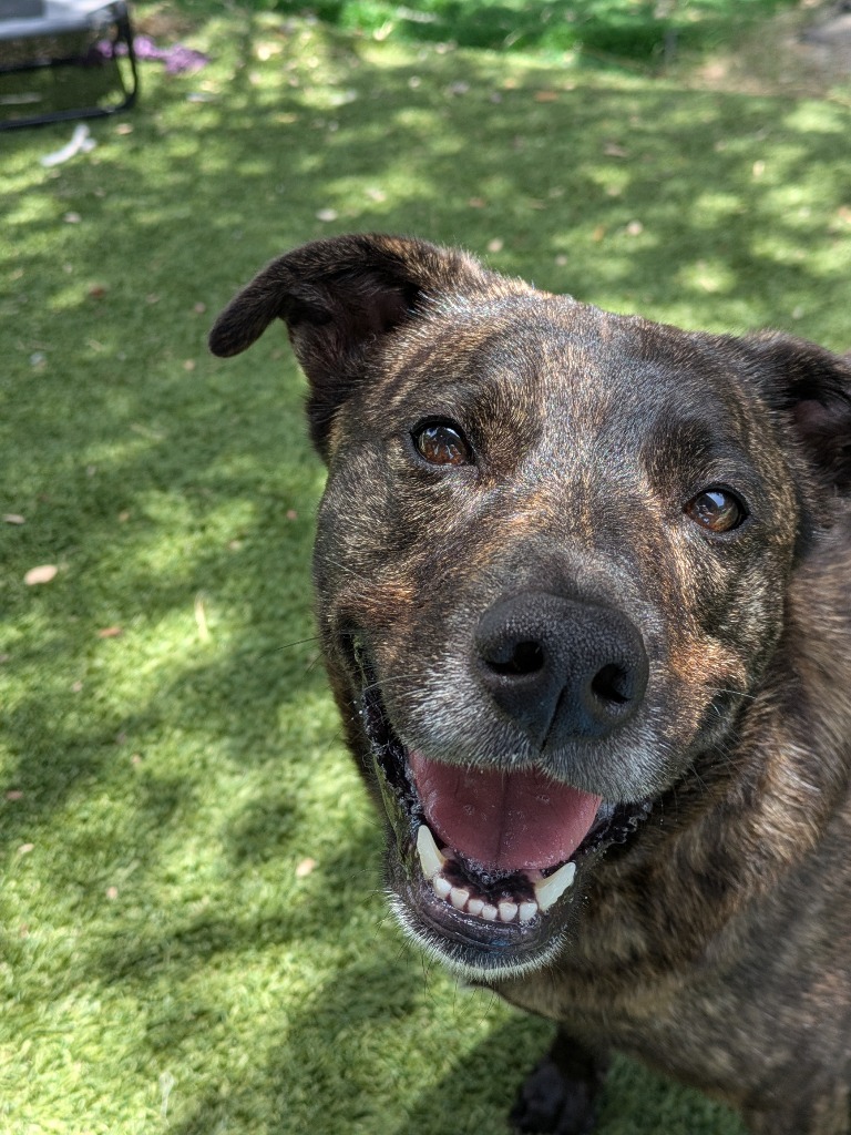 Holly, an adoptable Labrador Retriever in Fulton, TX, 78358 | Photo Image 1