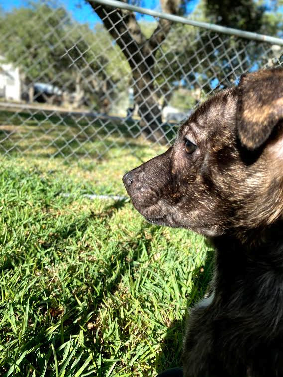 Holly, an adoptable Labrador Retriever in Fulton, TX, 78358 | Photo Image 3