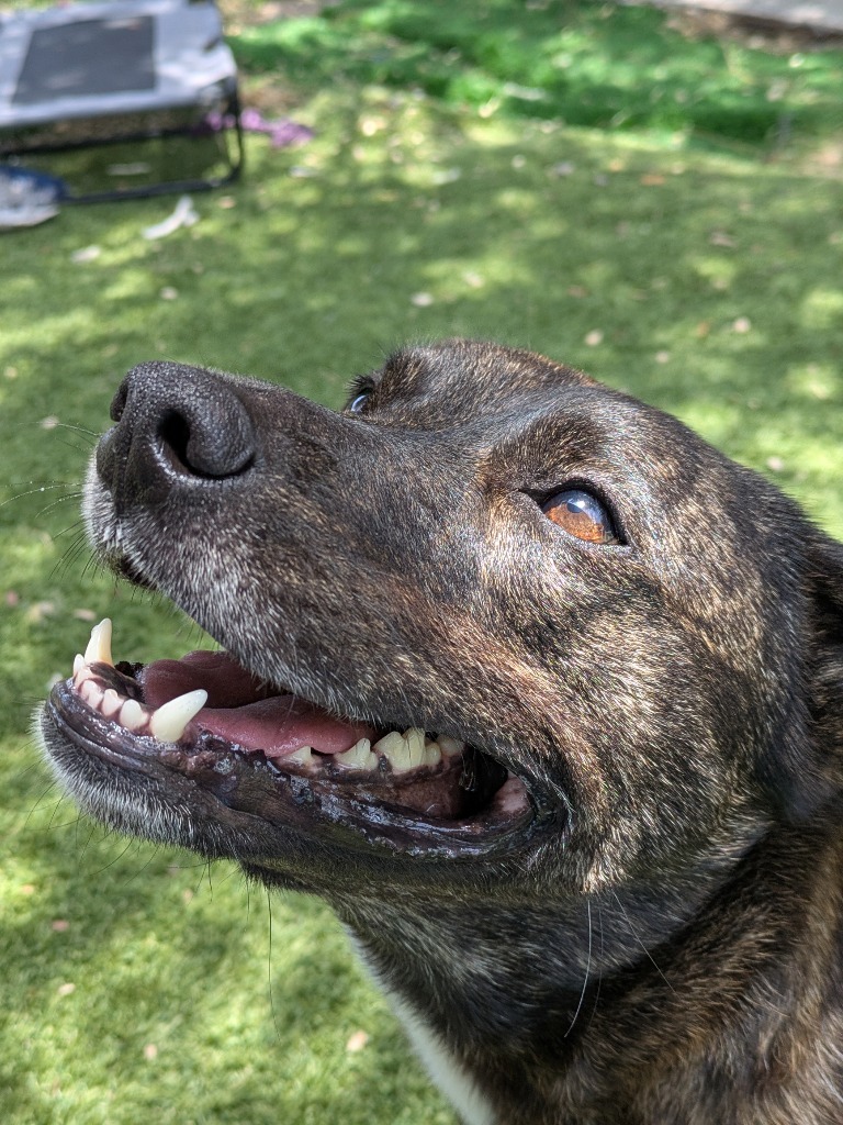 Holly, an adoptable Labrador Retriever in Fulton, TX, 78358 | Photo Image 4