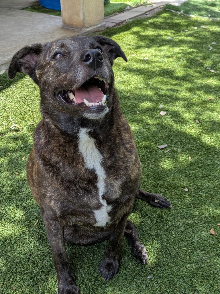 Holly, an adoptable Labrador Retriever in Fulton, TX, 78358 | Photo Image 5