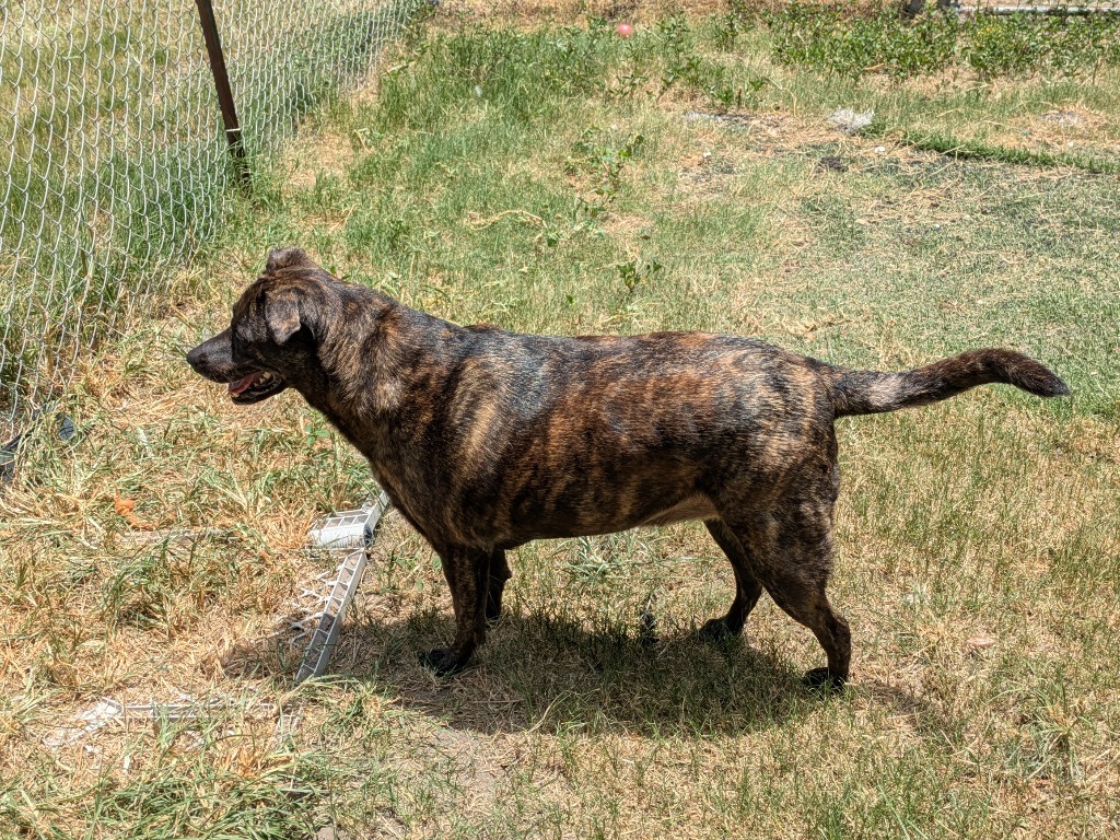 Holly, an adoptable Labrador Retriever in Fulton, TX, 78358 | Photo Image 6