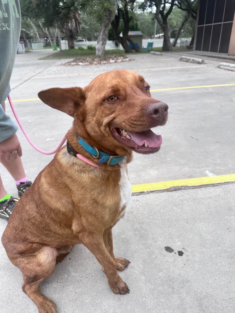 Alf, an adoptable Shepherd, Chesapeake Bay Retriever in Fulton, TX, 78358 | Photo Image 1