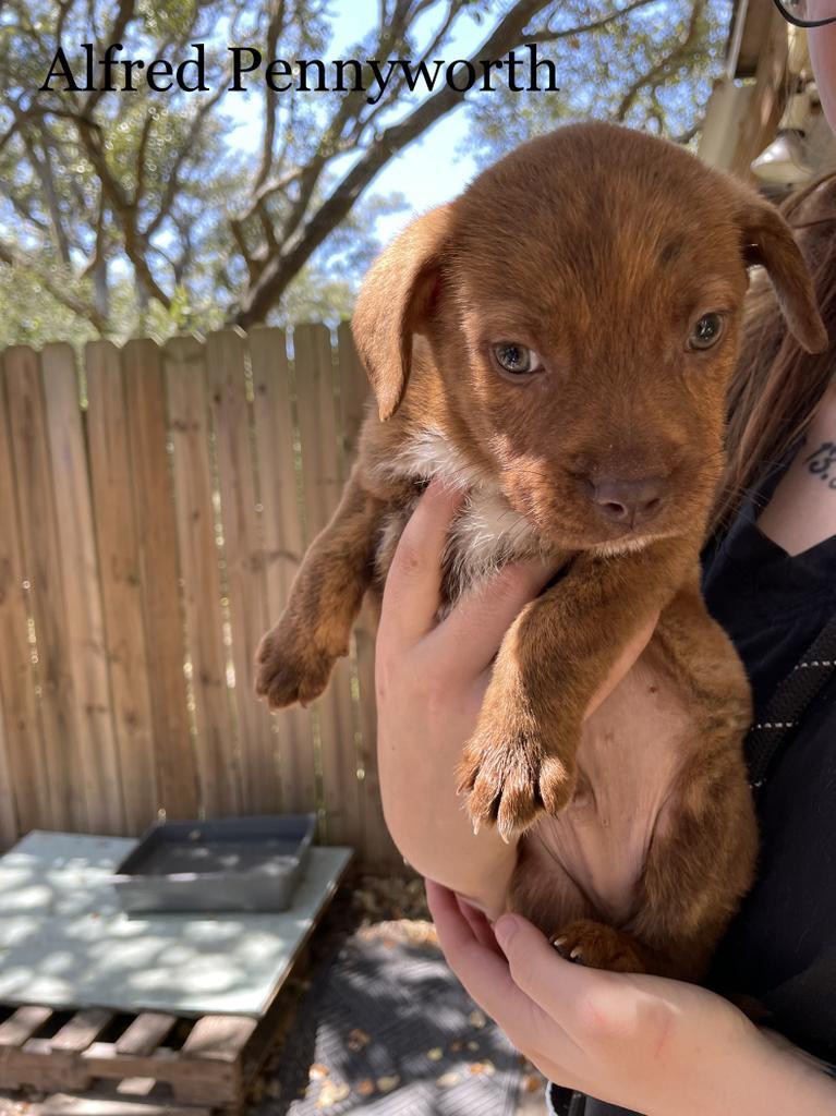 Alf, an adoptable Shepherd, Chesapeake Bay Retriever in Fulton, TX, 78358 | Photo Image 2