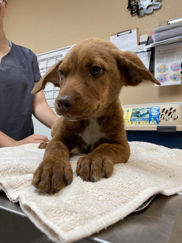 Alf, an adoptable Shepherd, Chesapeake Bay Retriever in Fulton, TX, 78358 | Photo Image 4