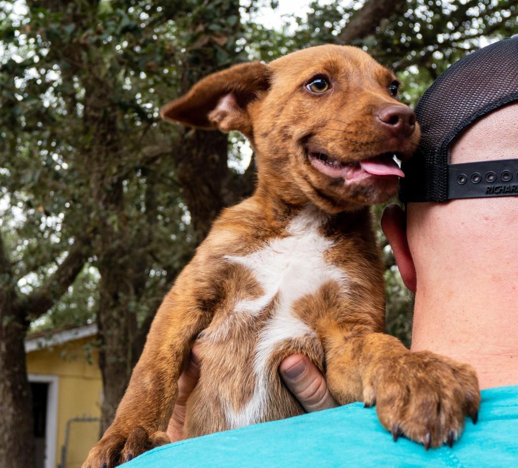 Alf, an adoptable Shepherd, Chesapeake Bay Retriever in Fulton, TX, 78358 | Photo Image 5