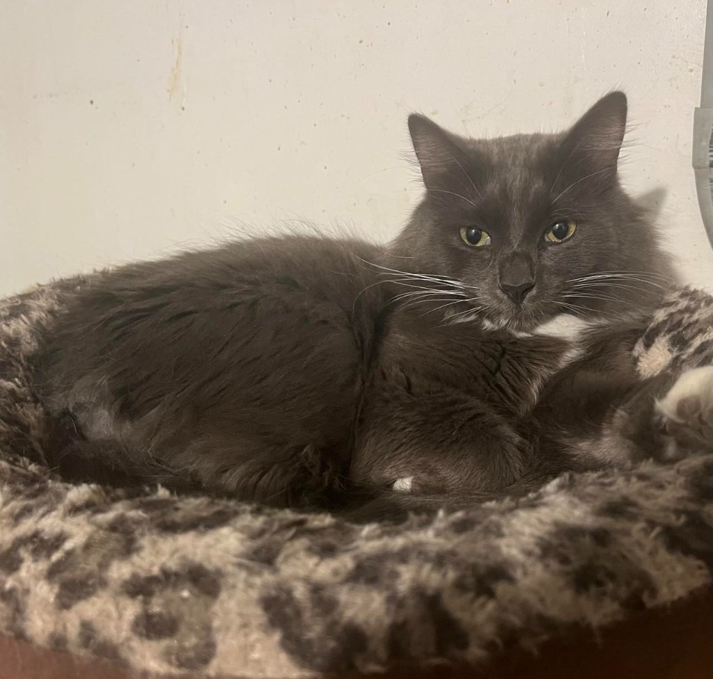 Spice, an adoptable Domestic Long Hair in Hoover , AL, 35226 | Photo Image 1