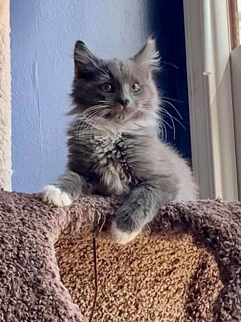 Spice, an adoptable Domestic Long Hair in Hoover , AL, 35226 | Photo Image 2