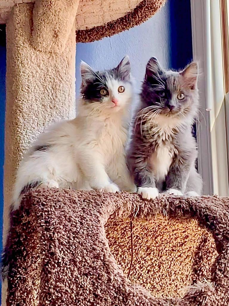 Spice, an adoptable Domestic Long Hair in Hoover , AL, 35226 | Photo Image 3