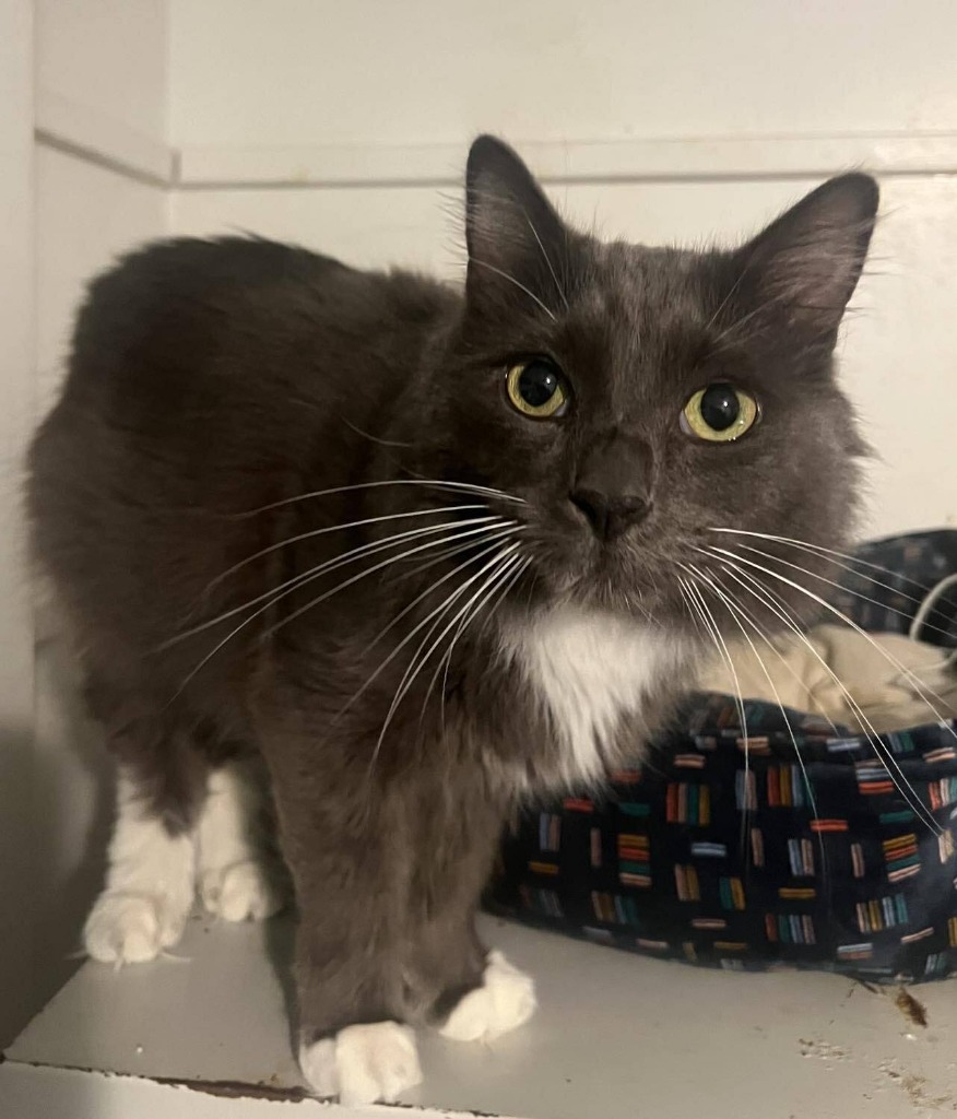 Spice, an adoptable Domestic Long Hair in Hoover , AL, 35226 | Photo Image 4