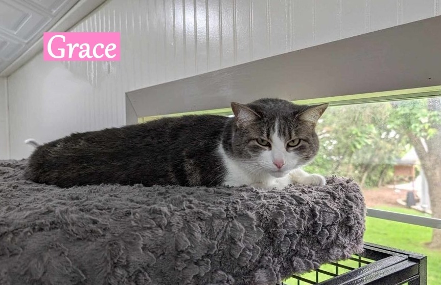 Grace, an adoptable Domestic Short Hair in Hoover , AL, 35226 | Photo Image 1