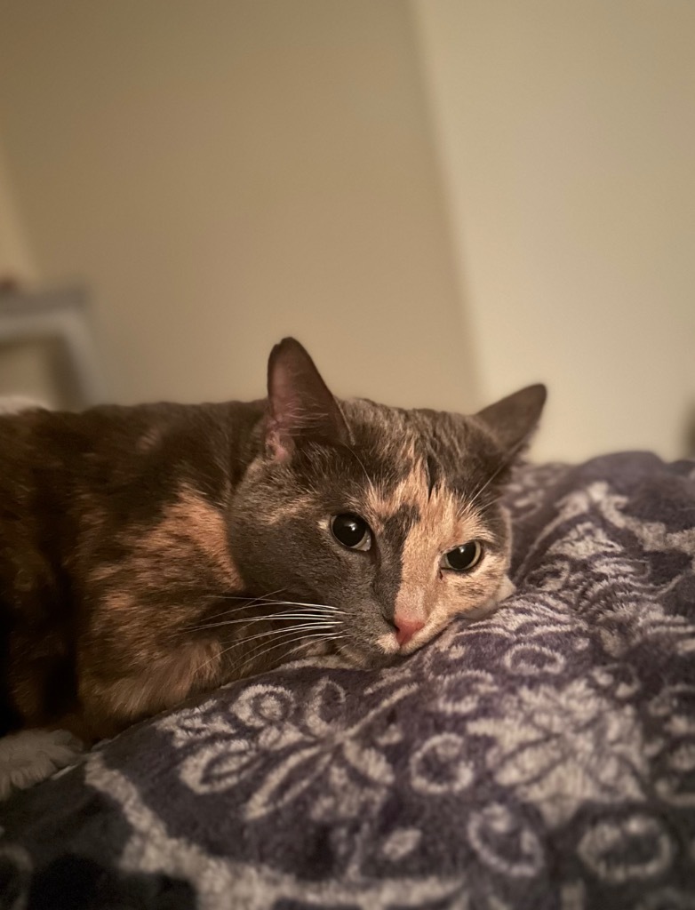 Coffee, an adoptable Domestic Short Hair in Hoover , AL, 35226 | Photo Image 1